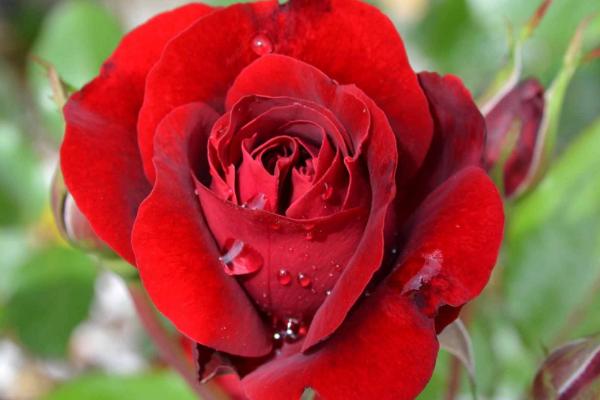玫瑰花的病虫害防治，不同病虫害的防治方法不同