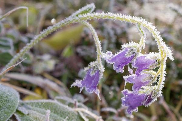 花被冻了怎么补救，可适当提升温度或覆盖薄膜