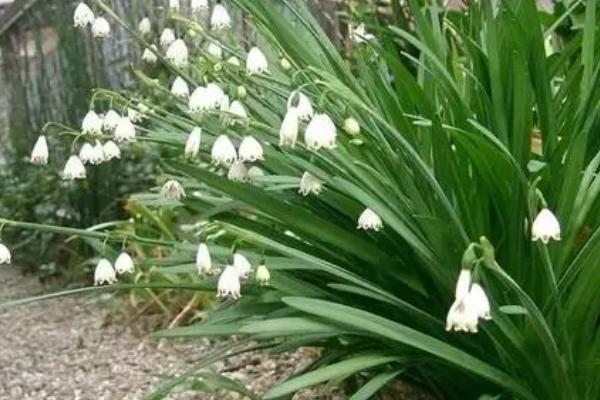 雪片莲的种植方法，通常是在春季或者夏季进行栽培