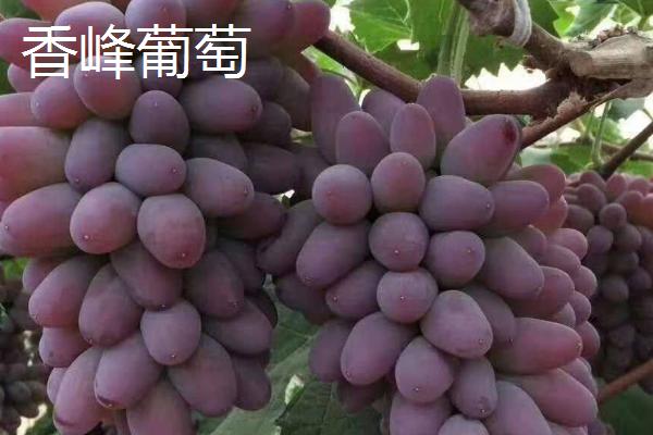 葡萄的种类，不同品种的成熟时间不同