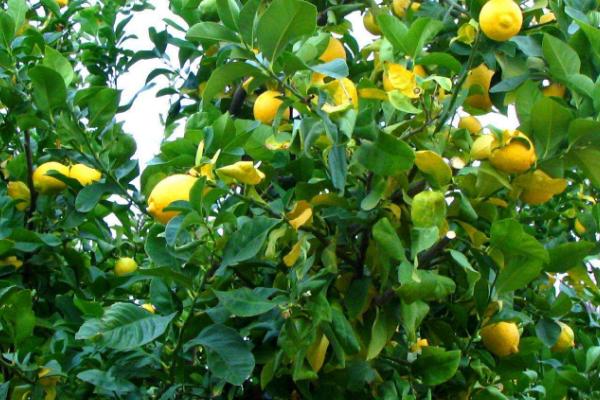 柠檬掉果是怎么回事，过量的浇水或缺水肥料均会导致