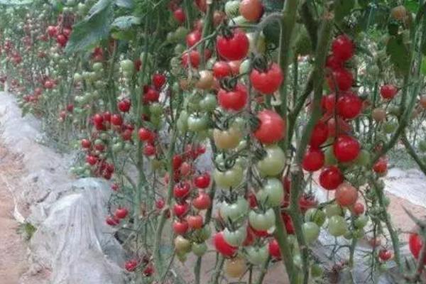 番茄籽怎么种植，可以在每年的春秋季节进行