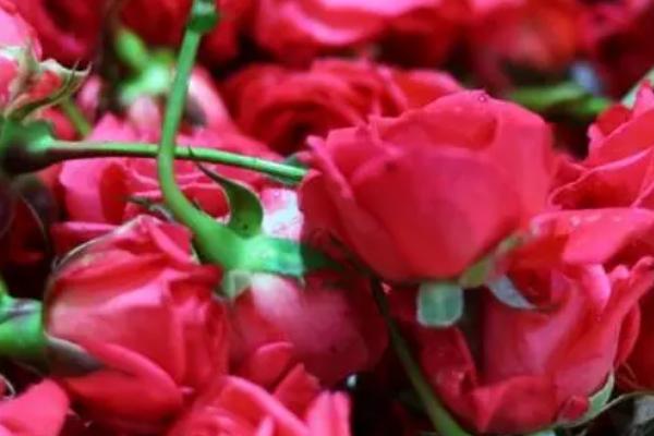 用什么花表达爱意，可选择玫瑰花、百合花、郁金香等品种