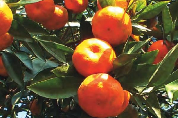 柑橘类水果有哪些，常见的有箭叶橙、脐橙和地中海红橘等