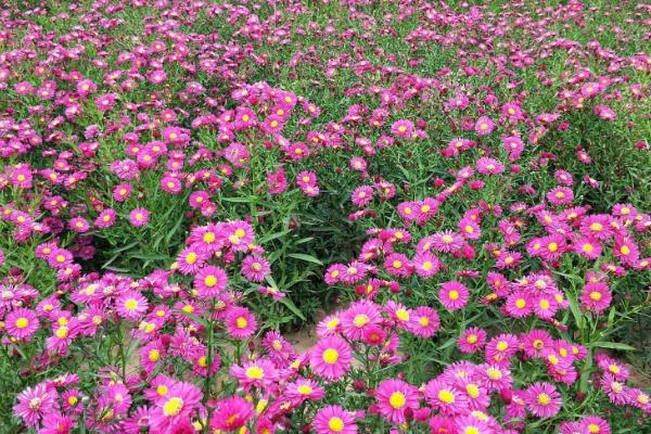 荷兰菊的种植方法，每年的4-7月可种植