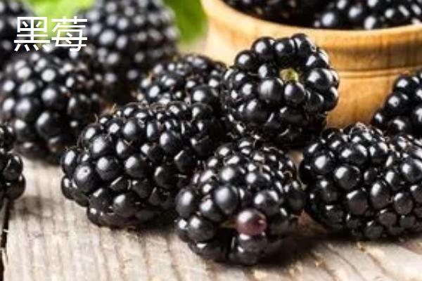 黑莓和桑葚的区别，外观、味道均不同