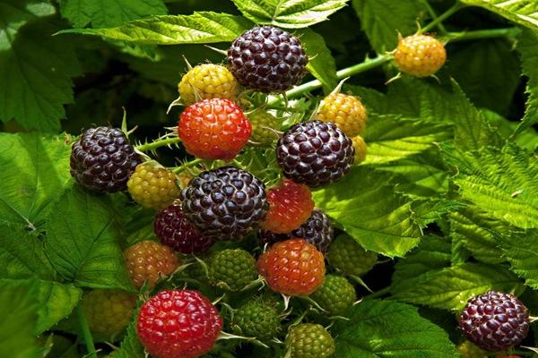 黑莓和桑葚的区别，外观、味道均不同