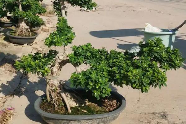 榕树盆景的养殖方法，每5天浇水一次