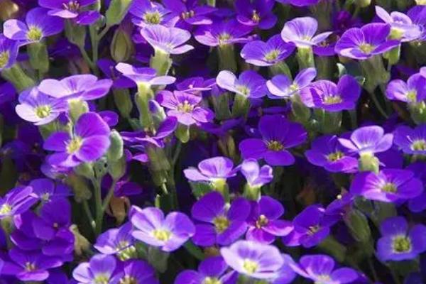 紫罗兰的花语，寓意追逐幸福