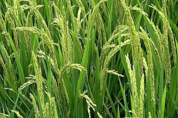 水稻种植与管理技术，根据不同阶段的需求来灌溉