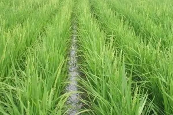 水稻种植与管理技术，根据不同阶段的需求来灌溉