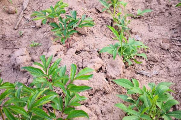 芍药小苗的种植方法，选择中性的砂质土种植为佳