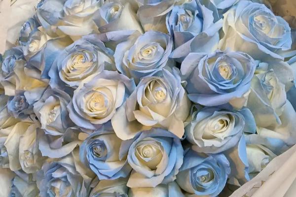 碎冰蓝玫瑰的花语是什么，赠你星辰大海是它的花语