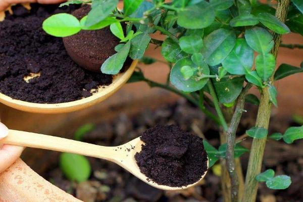 咖啡渣可以养花吗，可以养花且是一种非常好的清洁材料