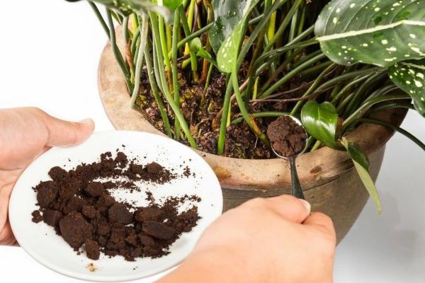 咖啡渣可以养花吗，可以养花且是一种非常好的清洁材料