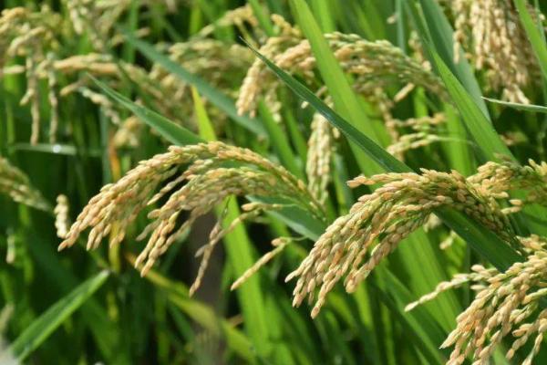 晚稻什么时候播种，可以在每年的6月份进行播种