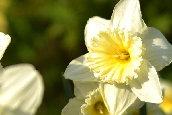 水仙花的种类，常见的有蝴蝶水仙、丁香水仙、喇叭水仙等