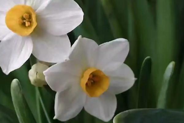 水仙花的种类，常见的有蝴蝶水仙、丁香水仙、喇叭水仙等