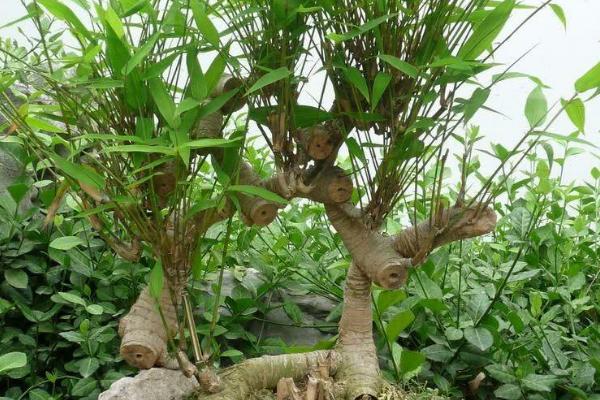 盆景竹子怎么养，将植株放置在充足的散光处