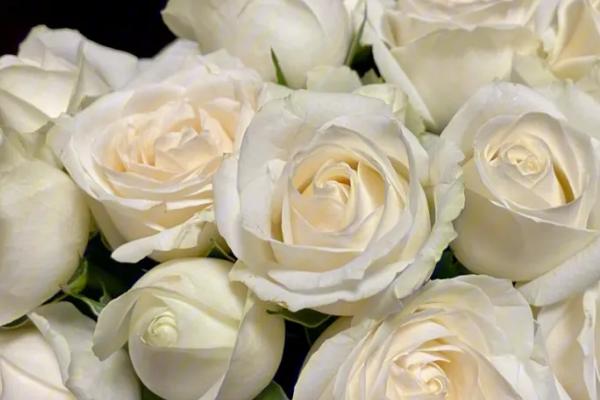 白玫瑰的花语，寓意高贵神秘、纯洁浪漫、尊重等