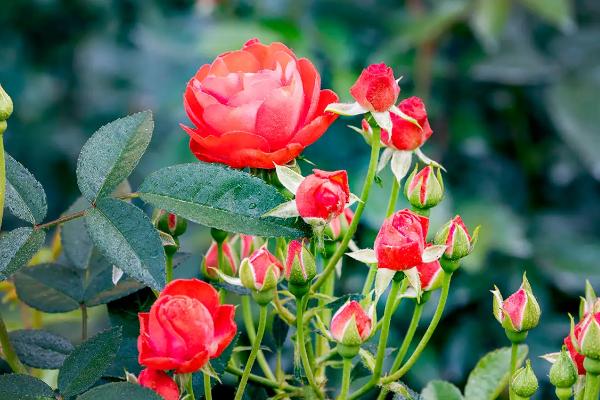 带刺的花有哪些，常见的有玫瑰、月季、虎刺梅等