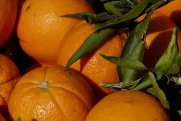 秋季成熟的水果有哪些，橘子、枣子、柚子等都是秋天成熟