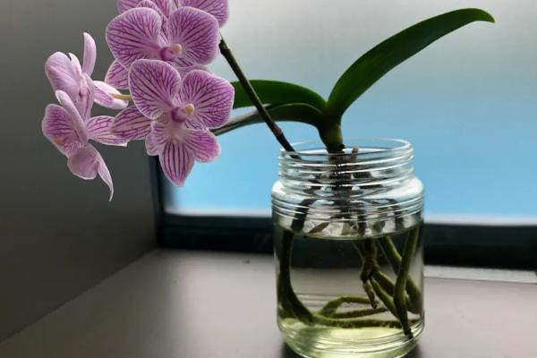 蝴蝶兰水养能开花吗，可以但需要注意做好养护管理
