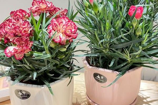 盆栽康乃馨的养殖方法，首先需选择合适的花盆