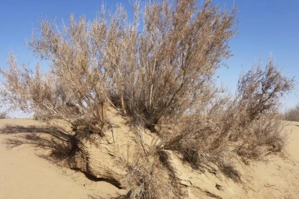 梭梭树被称为什么，被称为是沙漠中的植被之王