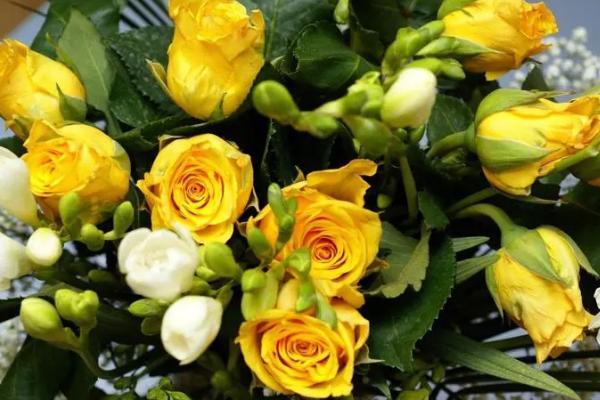 黄玫瑰的花语，寓意逝去的爱、重归于好等