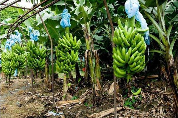 香蕉怎么繁殖，可吸芽、块茎或分株繁殖