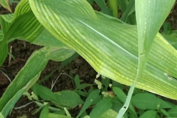 玉米幼苗叶子发黄的原因，可能是种子问题或播种过深等