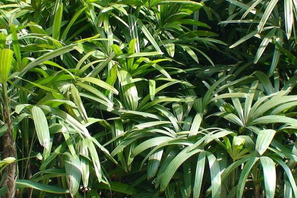棕竹不宜栽种在家里的原因，家中的湿度无法满足其生长需求