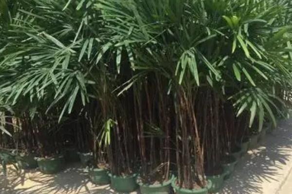 棕竹不宜栽种在家里的原因，家中的湿度无法满足其生长需求