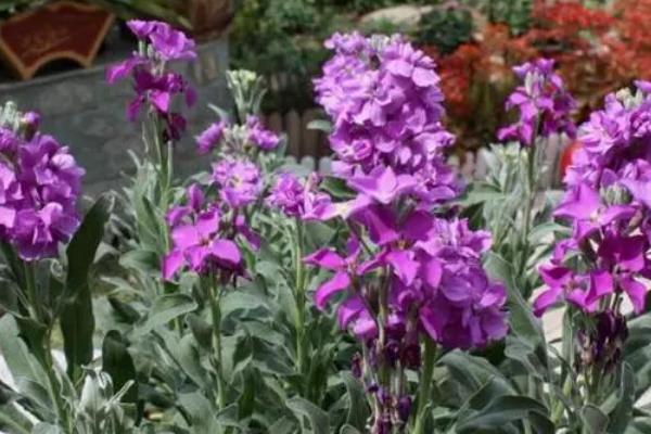 紫罗兰怎么养殖，使用陶盆或者瓦盆种植