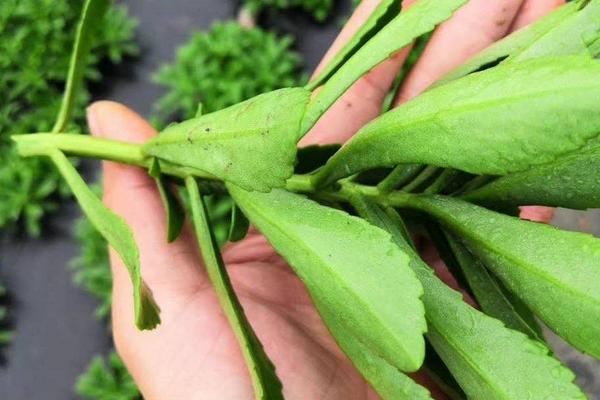 费菜的扦插方法，选取嫩枝茎段栽种至土壤中即可