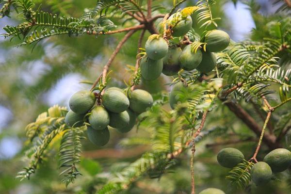 什么是香榧树，也叫中国榧、属于红豆杉科乔木