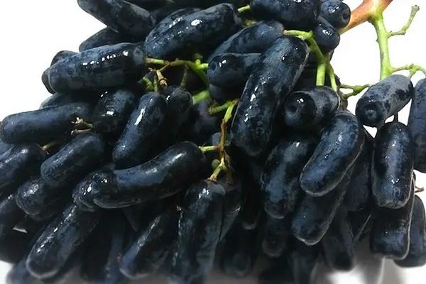 日本葡萄品种，常见以下5种