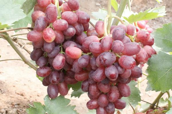 日本葡萄品种，常见以下5种