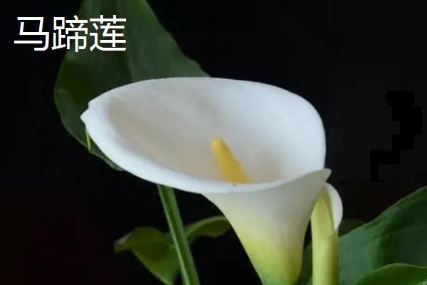 白鹤芋和马蹄莲的区别，花朵、种属和习性均不同