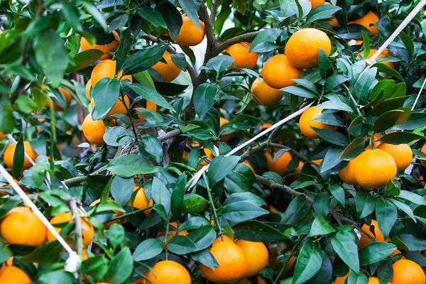 柑橘的种植要点，种植时间在3-4月