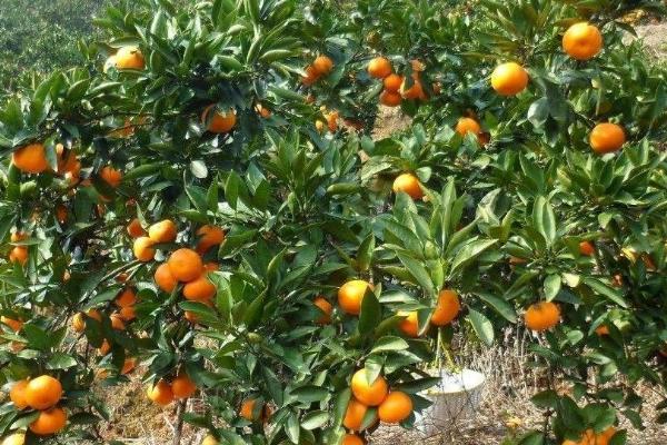 柑橘的种植要点，种植时间在3-4月