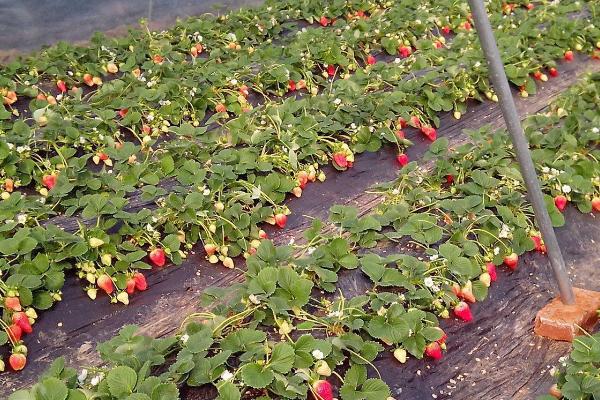 草莓补钙用什么肥料，叶面喷施钙镁硼肥
