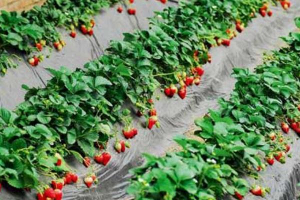 草莓补钙用什么肥料，叶面喷施钙镁硼肥
