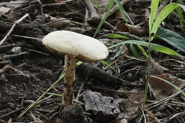有毒的白色蘑菇是什么品种，铅绿褶菇、白毒鹅膏菌、白霜杯伞、黄斑蘑菇等白蘑菇具有毒性