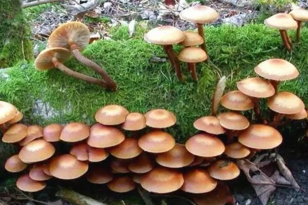 有毒的白色蘑菇是什么品种，铅绿褶菇、白毒鹅膏菌、白霜杯伞、黄斑蘑菇等白蘑菇具有毒性