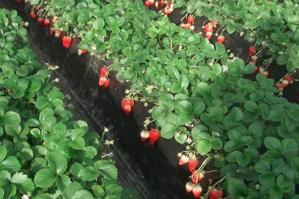 草莓什么时候播种，在每年的春季或秋季播种种植