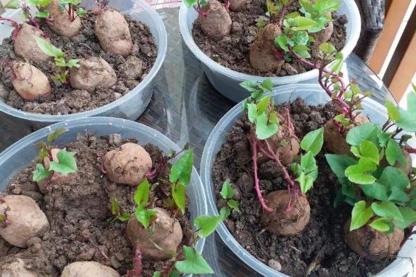 如何在花盆栽种红薯，长出红薯苗后放在通风阴凉的地方养护