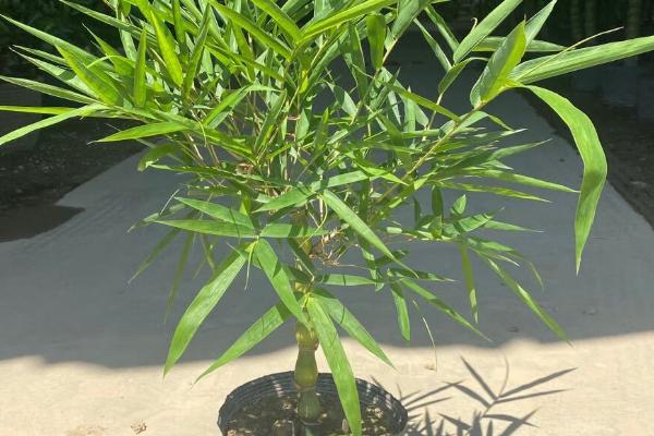 盆栽竹子的养殖方法，种植前需在土壤中混入足够的基肥