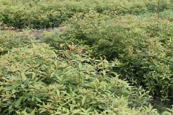 金丝楠木种子怎么种植，种植前需用高锰酸钾浸种